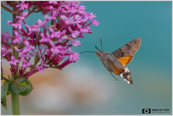 Taubenschwänzchen |  Nikon Z8, NIKKOR Z MC 105 1:2,8 VR S, ISO 1100, 1/2500s, f/8