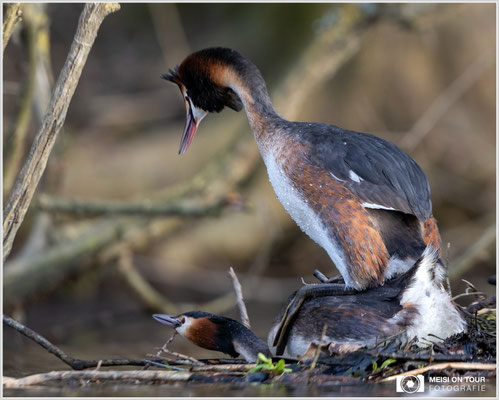 Haubentaucher  |  Canon EOS R6, EF 300 f/2,8 L IS II USM mit Telekonverter 2x (600 mm), ISO 1600, 1/800s, f/7,1