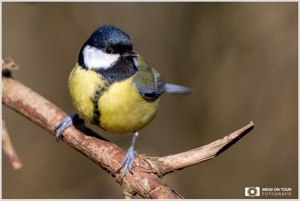 Kohlmeise  |  Canon EOS R6, EF 300 f/2,8 L IS II USM mit Telekonverter 2x (600 mm), ISO 1600, 1/1600s, f/6,3