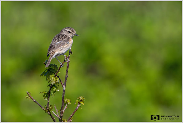 Schwarzkehlchen-Weibchen  |  Nikon Z9, NIKKOR Z 800 mm 1:6,3 VR S mit TC1,4x (1120 mm), ISO 2500, 1/5000s, f/9