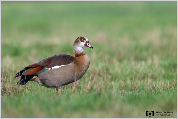 Nilgans  |  Nikon Z8, NIKKOR Z 800 mm 1:6,3 VR S mit TC1,4x (1120 mm), ISO 720, 1/1000s, f/9