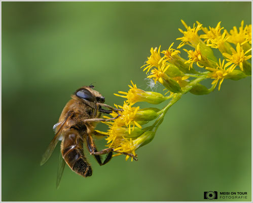 Keilschwebfliege auf Goldrute |  Nikon Z9, NIKKOR Z MC 105 1:2,8 VR S, ISO 4000, 1/1600s, f/11