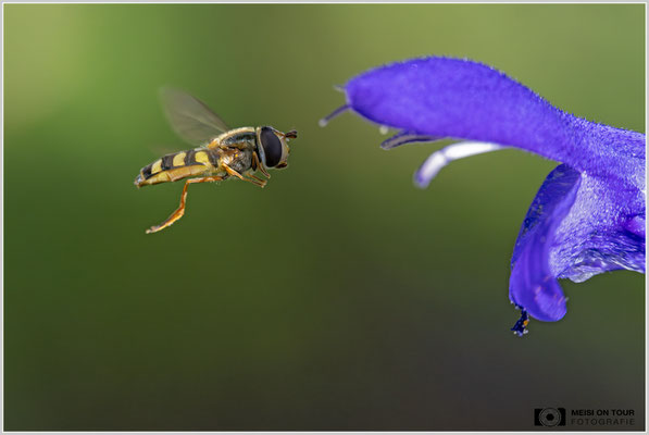 Schwebfliege |  Nikon Z9, NIKKOR Z MC 105 1:2,8 VR S, ISO 1600, 1/2000s, f/7,1