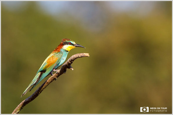 Bienenfresser  |  Canon EOS-5D Mark IV, EF 300 f/2,8 L IS II USM mit Telekonverter 2x (600 mm), ISO 800, 1/2000s, f/7,1, Einbeinstativ