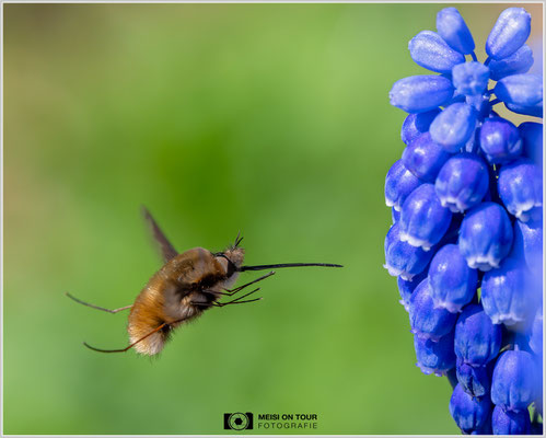 Wollschweber |  Nikon Z8, NIKKOR Z MC 105 1:2,8 VR S, ISO 900, 1/1600s, f/8