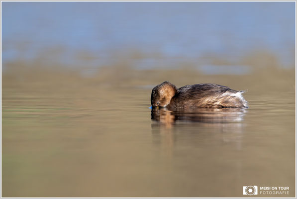 Zwergtaucher  |  Nikon Z9, NIKKOR Z 800 mm 1:6,3 VR S mit TC1,4x (1120 mm), ISO 1800, 1/1250s, f/9