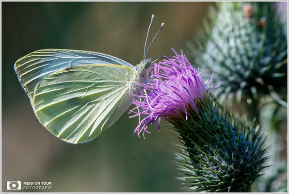 Großer Kohlweißling  |  Canon EOS-5D Mark IV, EF 300 f/2,8 L IS II USM mit Telekonverter 2x III (600 mm), ISO 2000, 1/1000s, f/8, Einbeinstativ