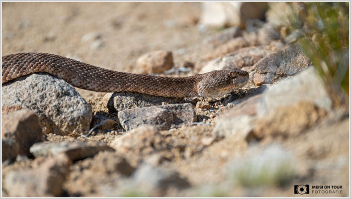 Texas-Klapperschlange | Nikon Z8, NIKKOR Z 100-400 mm 1:5,6 S (400 mm), ISO 200, 1/1600, f/5,6