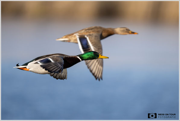 Stockentenpaar im Parallelflug  |  Nikon Z9, NIKKOR Z 800 mm 1:6,3 VR S, ISO 640, 1/3200s, f/6,3