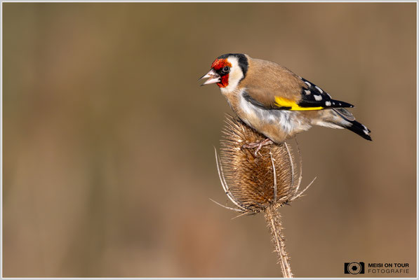 Stieglitz an Weber-Karde  |  Nikon Z9, NIKKOR Z 800 mm 1:6,3 VR S mit TC1,4x (1120 mm), ISO 2000, 1/3200s, f/9
