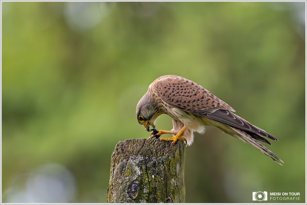 Turmfalke mit Beute Lederlaufkäfer  |  Nikon Z9, NIKKOR Z 800 mm 1:6,3 VR S mit TC1,4x (1120 mm), ISO 8000, 1/3200s, f/9