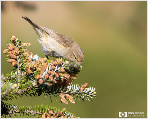 Zilpzalp  |  Canon EOS R6, EF 300 f/2,8 L IS II USM mit Telekonverter 2x (600 mm), ISO 1600, 1/4000s, f/7,1