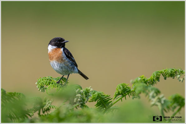 Schwarzkehlchen  |  Nikon Z9, NIKKOR Z 800 mm 1:6,3 VR S mit TC1,4x (1120 mm), ISO 2200, 1/4000s, f/9