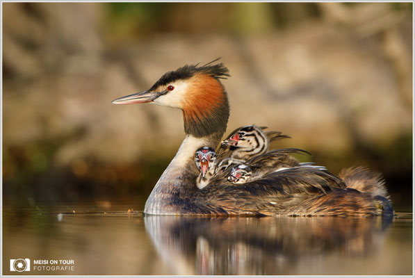 Haubentaucher  |  Canon EOS-5D Mark IV, EF 300 f/2,8 L IS II USM mit Telekonverter 2x (600 mm), ISO 800, 1/1000s, f/6,3, Reissack, Winkelsucher