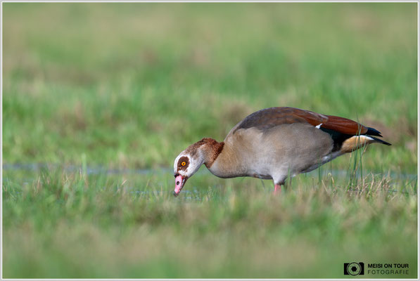 Nilgans  |  Nikon Z8, NIKKOR Z 800 mm 1:6,3 VR S mit TC1,4x (1120 mm), ISO 720, 1/1000s, f/9