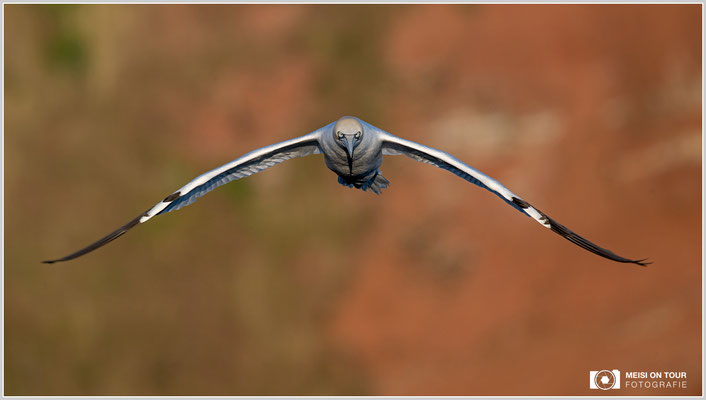 Basstölpel  |  Nikon Z9, NIKKOR Z 800 mm 1:6,3 VR S mit TC1,4x (1120 mm), ISO 400, 1/800s, f/11