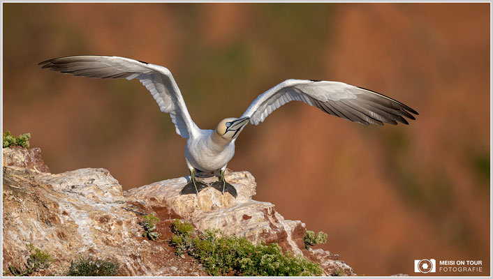Basstölpel  |  Nikon Z9, NIKKOR Z 800 mm 1:6,3 VR S, ISO 400, 1/3200s, f/6,3
