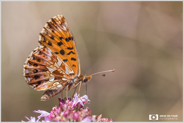 Perlmutfalter  |  Canon EOS-6D, Sigma 150 f/2,8 Makro DG OS HSM mit Telekonverter 1,4x III (210 mm), ISO 800, 1/1250s, f/8, Einbeinstativ