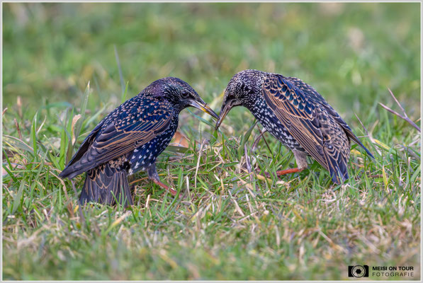 Staren-Pärchen  |  Nikon Z9, NIKKOR Z 800 mm 1:6,3 VR S mit TC1,4x (1120 mm), ISO 2800, 1/2000s, f/9