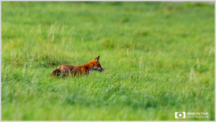 Rotfuchs  |  Canon EOS-5D Mark IV, EF 300 f/2,8 L IS II USM mit Telekonverter 2x III (600 mm), ISO 500, 1/2000s, f/6,3, Einbeinstativ