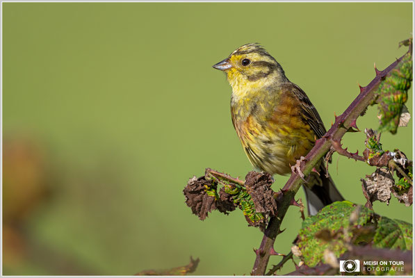 Goldammer  |  Nikon Z9, NIKKOR Z 800 mm 1:6,3 VR S mit TC1,4x (1120 mm), ISO 900, 1/2500s, f/9