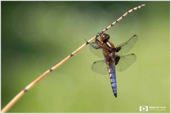 Plattbauch Männchen  |  Canon EOS R6, Sigma 150 f/2,8 Makro DG OS HSM mit Telekonverter 2x III (300 mm), ISO 800, 1/800s, f/8