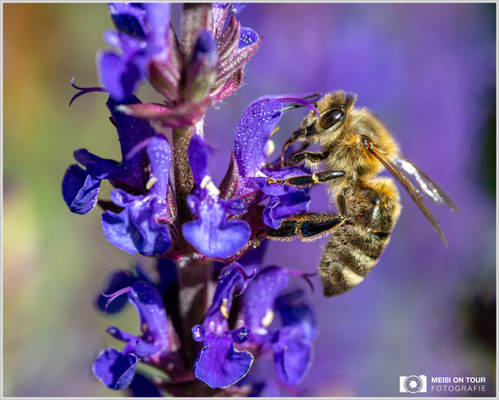Biene an Wiesensalbei |  Nikon Z9, NIKKOR Z MC 105 1:2,8 VR S, ISO 5000, 1/2500s, f/10