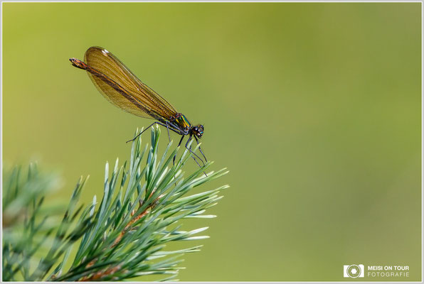 Blauflügel-Prachtlibelle  |  Canon EOS-5D Mark IV, EF 300 f/2,8 L IS II USM mit Telekonverter 2x III (600 mm), ISO 1000, 1/800s, f/8, Einbeinstativ