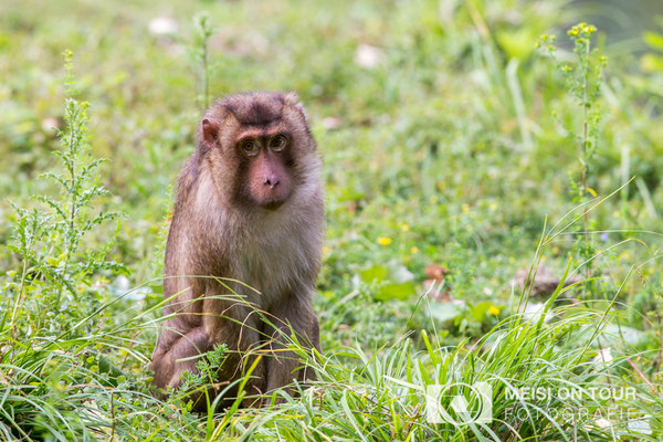  Pavian (Zoo)  |  Canon EOS-6D, EF 300 f/2,8L IS II USM, ISO 320, 1/500s, f/4