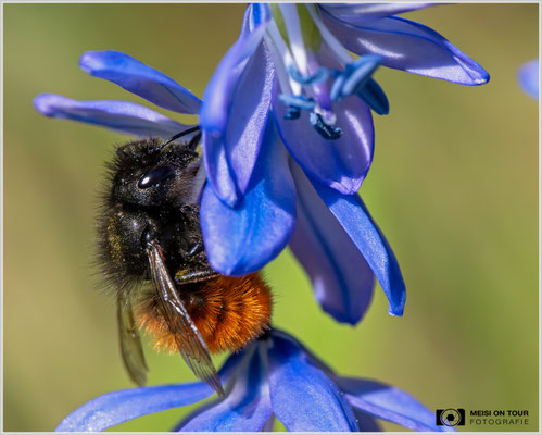 Gehörnte Mauerbiene am Blaustern  |  Nikon Z8, Sony FE 100mm F2.8 Makro GM OSS mit Sony Konverter 2,0 (200mm), ISO 2500, 1/1600s, f/11
