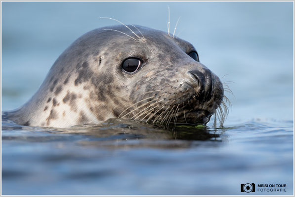 Kegelrobbe  |  Nikon Z9, NIKKOR Z 800 mm 1:6,3 VR S, ISO 1100, 1/2000s, f/6,3
