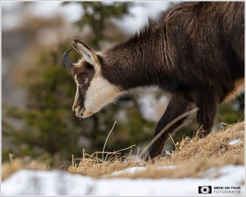Gams Tierportrait  |  Nikon Z9, NIKKOR Z 800 mm 1:6,3 VR S, ISO 1400, 1/2000s, f/6,3