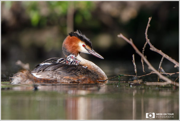 Haubentaucher  |  Canon EOS-5D Mark IV, EF 300 f/2,8 L IS II USM mit Telekonverter 2x (600 mm), ISO 800, 1/1600s, f/5,6, Reissack, Winkelsucher