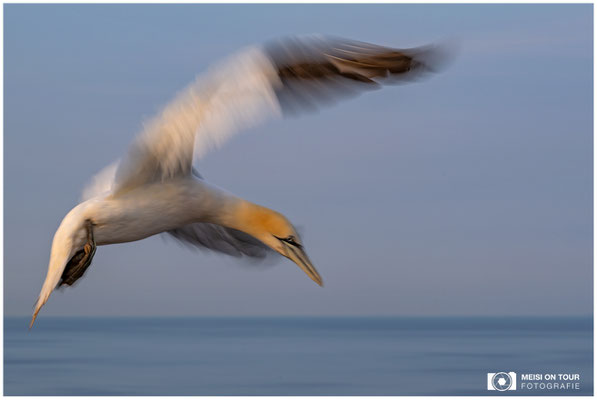 Basstölpel  |  Nikon Z9, NIKKOR Z 100–400 mm 1:4,5–5,6 VR S (150 mm), ISO 100, 1/40s, f/18
