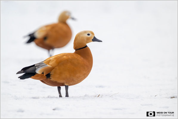 Rostgänse  |  Nikon Z9, NIKKOR Z 800 mm 1:6,3 VR S mit TC1,4x (1120 mm), ISO 2500, 1/1000s, f/9