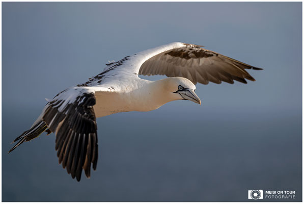 Basstölpel  |  Nikon Z9, NIKKOR Z 100–400 mm 1:4,5–5,6 VR S (250 mm), ISO 125, 1/1600s, f/5