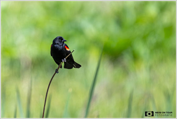 Rotschulterstärling | Nikon Z9, NIKKOR Z 800 mm 1:6,3 VR S mit TC1,4x (1120 mm), ISO 1000, 1/1600s, f/9
