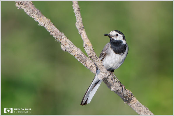 Bachstelze  |  Canon EOS-5D Mark IV, EF 300 f/2,8 L IS II USM mit Telekonverter 2x (600 mm), ISO 500, 1/2000s, f/7,1, Reissack, Winkelsucher
