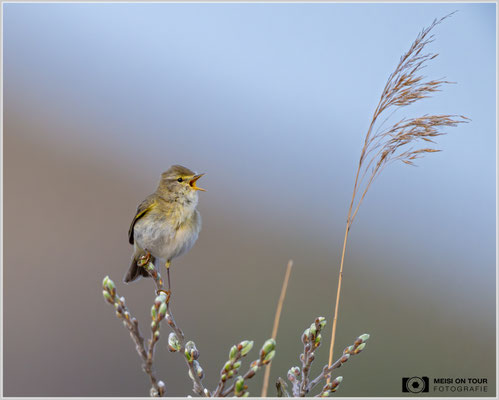 Fitis  |  Nikon Z9, NIKKOR Z 800 mm 1:6,3 VR S mit TC1,4x (1120 mm), ISO 2200, 1/1600s, f/9