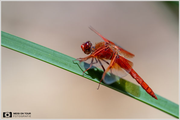 Flammenlibelle | Nikon Z8, NIKKOR Z 100-400 mm 1:5,6 S (400 mm), ISO 100, 1/800, f/5,6