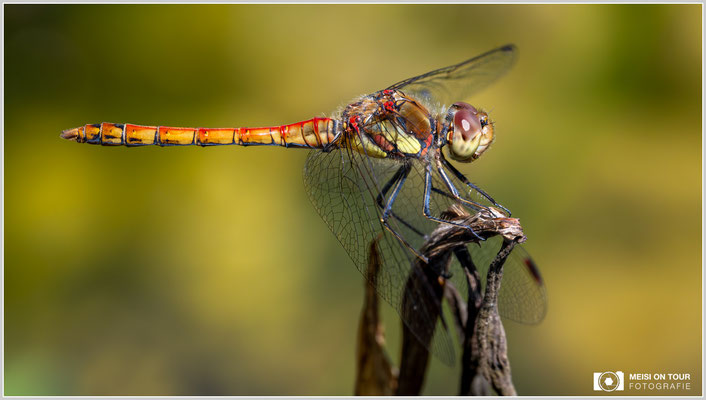 Große Heidelibelle | Nikon Z8, NIKKOR Z MC 105 1:2,8 VR S, ISO 1250, 1/800s, f/13