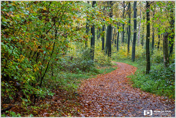 Auberg im Herbst  |  Nikon Z8, NIKKOR Z 24-120 mm 1:4 S, ISO 1250, 1/10s, f/14