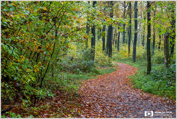 Auberg im Herbst  |  Nikon Z8, NIKKOR Z 24-120 mm 1:4 S, ISO 1250, 1/10s, f/14