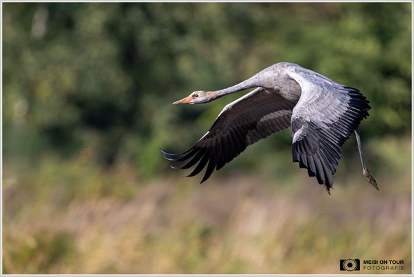 Kranich Jungtier beim morgentlichen Anflug zu den Futterplätzen  |  Nikon Z9, NIKKOR Z 800 mm 1:6,3 VR S mit TC1,4x (1120 mm), ISO 1000, 1/1600s, f/9