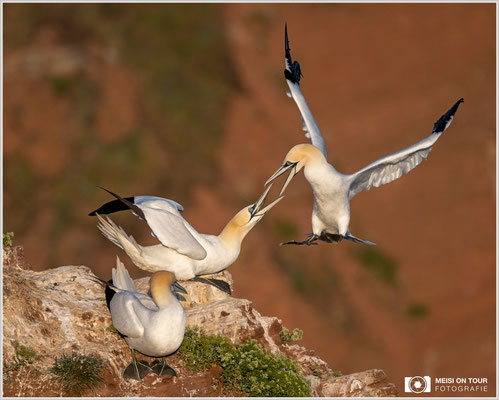 Streit unter Basstölpeln  |  Nikon Z9, NIKKOR Z 100–400 mm 1:4,5–5,6 VR S mit TC 1,4 (560 mm), ISO 800, 1/3200s, f/8