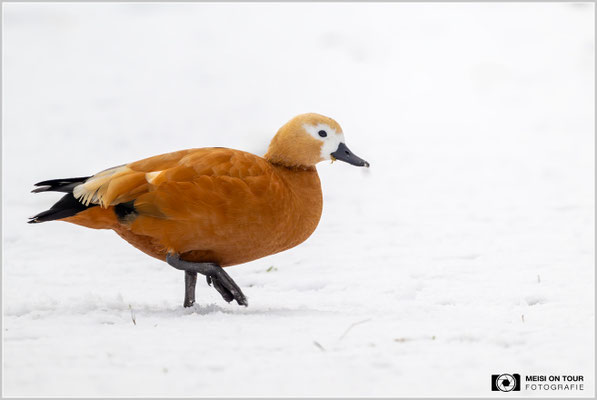Rostgans  |  Nikon Z9, NIKKOR Z 800 mm 1:6,3 VR S mit TC1,4x (1120 mm), ISO 2000, 1/1000s, f/9