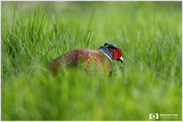 Fasan  |  Canon EOS R6, EF 300 f/2,8 L IS II USM mit Telekonverter 2x (600 mm), ISO 800, 1/400s, f/5,6
