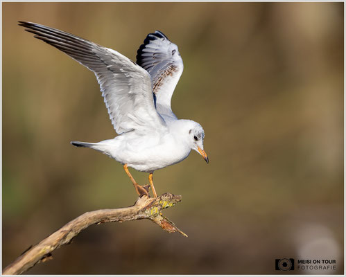 Lachmöwe  |  Canon EOS R6, EF 300 f/2,8 L IS II USM mit Telekonverter 2x (600 mm), ISO 800, 1/2500s, f/6,3