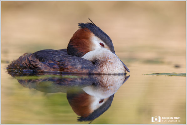 Haubentaucher  |  Canon EOS-6D, EF 300 f/2,8 L IS II USM mit Telekonverter 1,4x (420 mm), ISO 400, 1/800s, f/5,6, Reissack, Winkelsucher