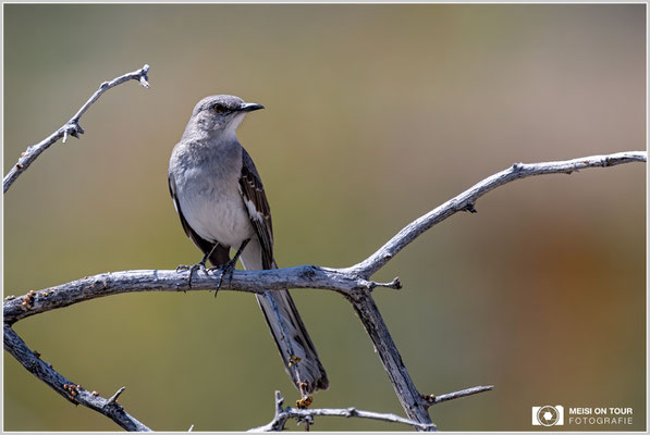 Spottdrossel | Nikon Z9, NIKKOR Z 800 mm 1:6,3 VR S mit TC1,4x (1120 mm), ISO 1400, 1/3200s, f/9